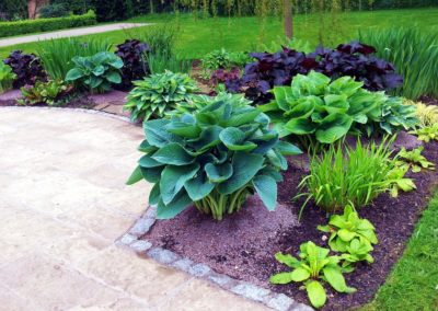 Hosta Bed