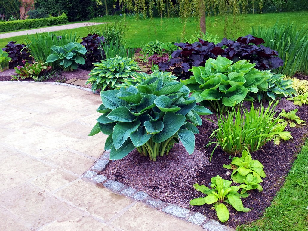 Hosta Bed