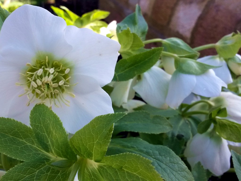 Hellebores